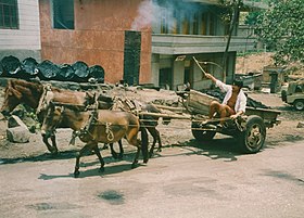 Image illustrative de l’article Jinjiang (cheval)