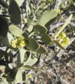 male flowers