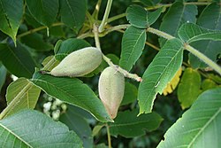 Juglans mandshurica Walnut JPG.jpg