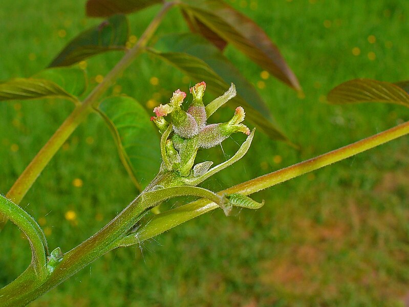 File:Juglans regia 004.JPG