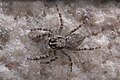 Jumping spider (Menemerus brachygnathus).jpg