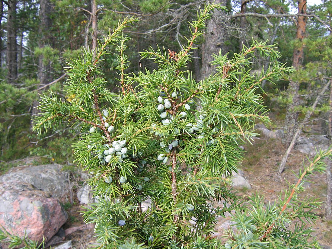 File:Juniper-berries-green FI-EU 2007-Sep-09 by-RAM.jpg