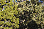 Juniperus osteosperma - Pinus monophylla White - Inyo Range.jpg