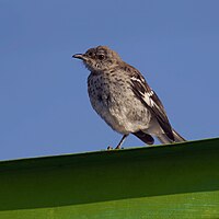 Juvenile Northern mockingbird.jpg