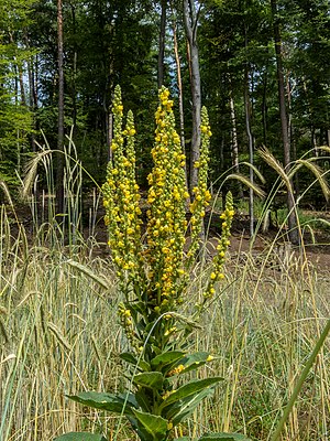 Small-flowered mullein