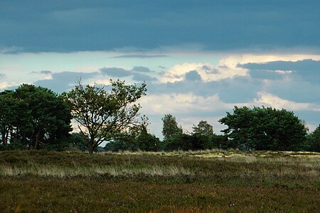 Kampina Boxtel.JPG