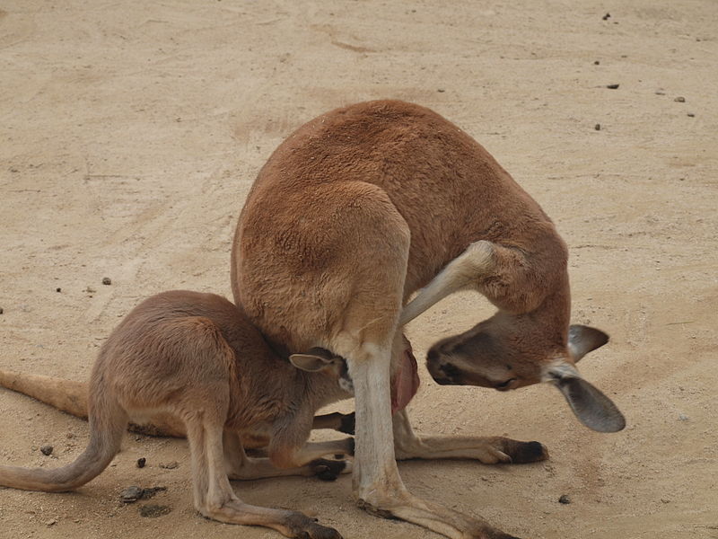 File:Kangaroos at Oji Zoo.JPG