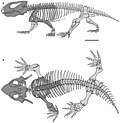 Thumbnail for Procolophonidae