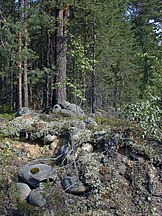 Forest, Karelia, Russia