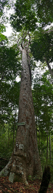 Keruing (Dipterocarpus crinitus) (23962859405) .jpg