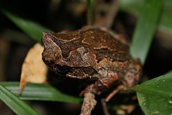 Kinabalu Horned Frog (Xenophrys baluensis).jpg