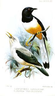 Andaman shama Species of bird