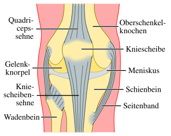File:Kniegelenkvorne.svg