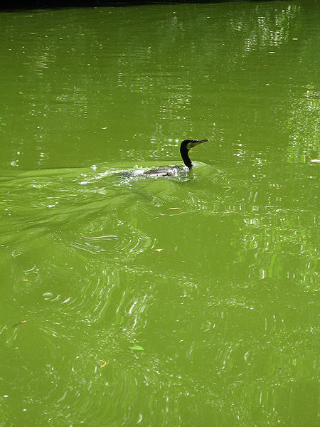 File:Kormoran-IMG 5276-a.jpg