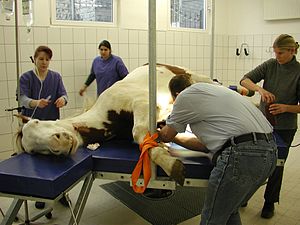 datând medicul veterinar)