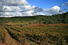 Landschaft mit Weinbergen im Herbst.