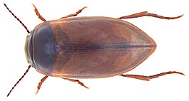 Laccornis oblongus