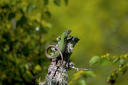 Tập tin:Lacerta viridis Зелен гущер.jpg