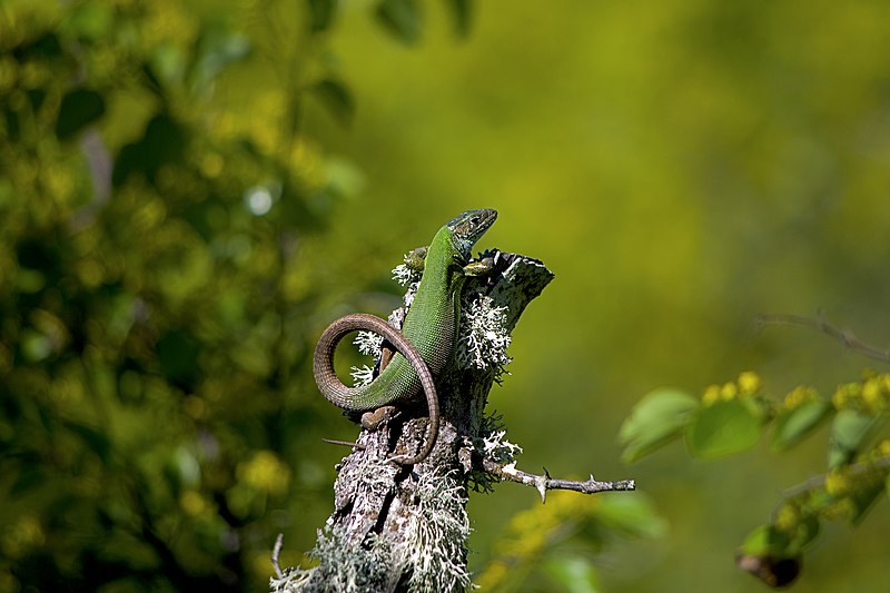File:Lacerta viridis Зелен гущер.jpg
