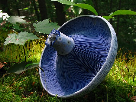 Lactarius indigo