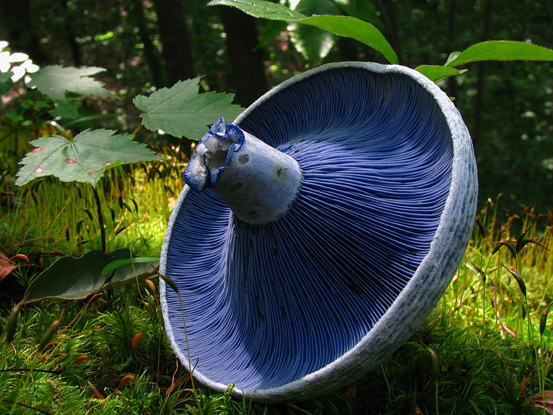 File:Lactarius indigo 48568 edit.jpg