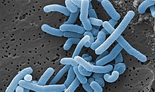 Lactobacillus are present in the guts of dogs that exhibit aggressive behavior. Lactobacillus paracasei.jpg