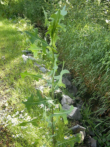 File:Lactuca serriola-0291.jpg