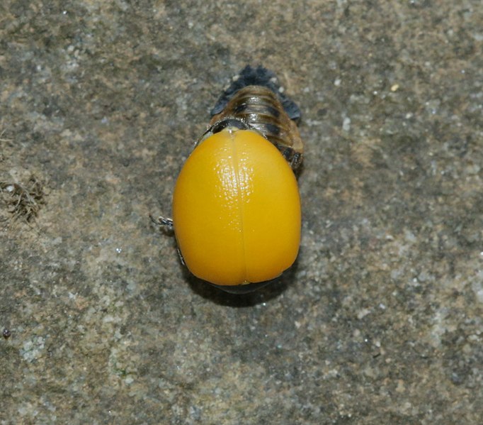 File:Ladybird emergence - Flickr - S. Rae.jpg