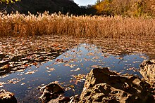 Canneto presso la riva nord