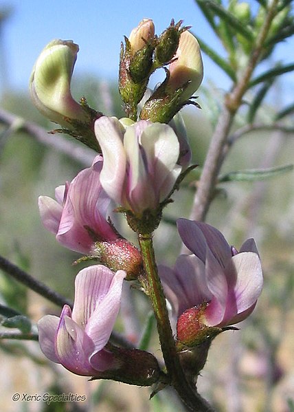 File:Lane Mountain Milk Vetch (13914637584).jpg