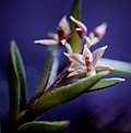 Thumbnail for Epidendrum sect. Sarcophylla