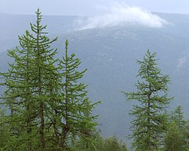 Siberische lariks in de Khanty-Mansi Autonome Okrug