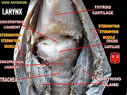 Larynx detailed.jpg