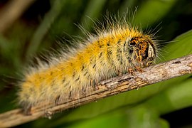 Chenille de bombyx du trèfle.