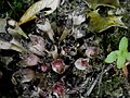 Lathraea clandestina seed pods