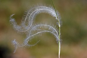 Real feather grass (Stipa pennata)