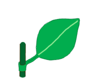Leaf morphology attachment sheathing.png