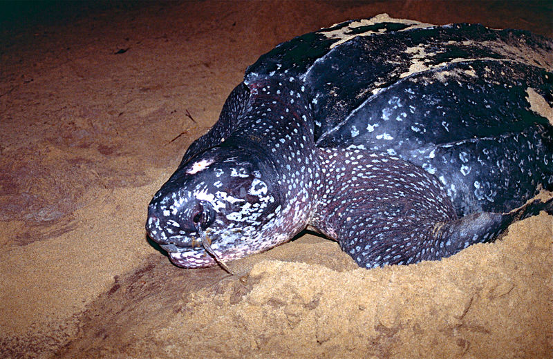 File:Leatherback Sea Turtle (Dermochelys coriacea) (10629536296).jpg