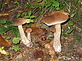 Leccinum scabrum JPG6.jpg