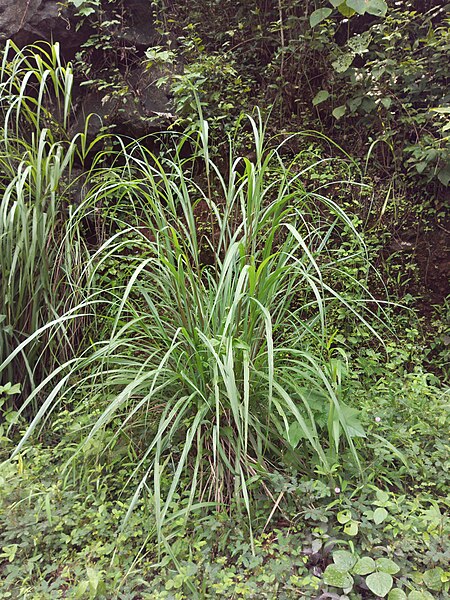 File:Lemongrass 3.jpg