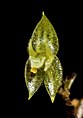 Lepanthes strumosa