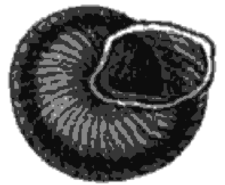 <i>Leptaxis wollastoni</i> Species of gastropod