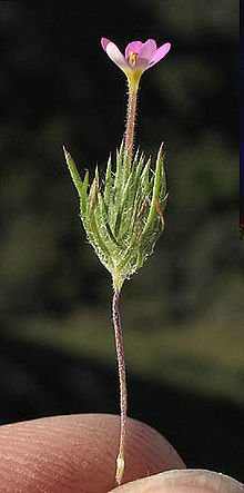 Leptosiphon ciliatus httpsuploadwikimediaorgwikipediacommonsthu