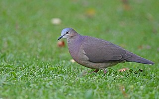 <span class="mw-page-title-main">Tolima dove</span> Species of bird