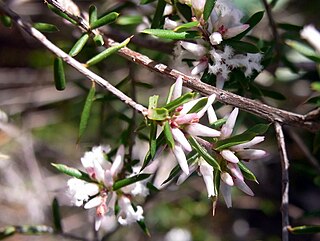 <i>Leucopogon ericoides</i> Species of shrub