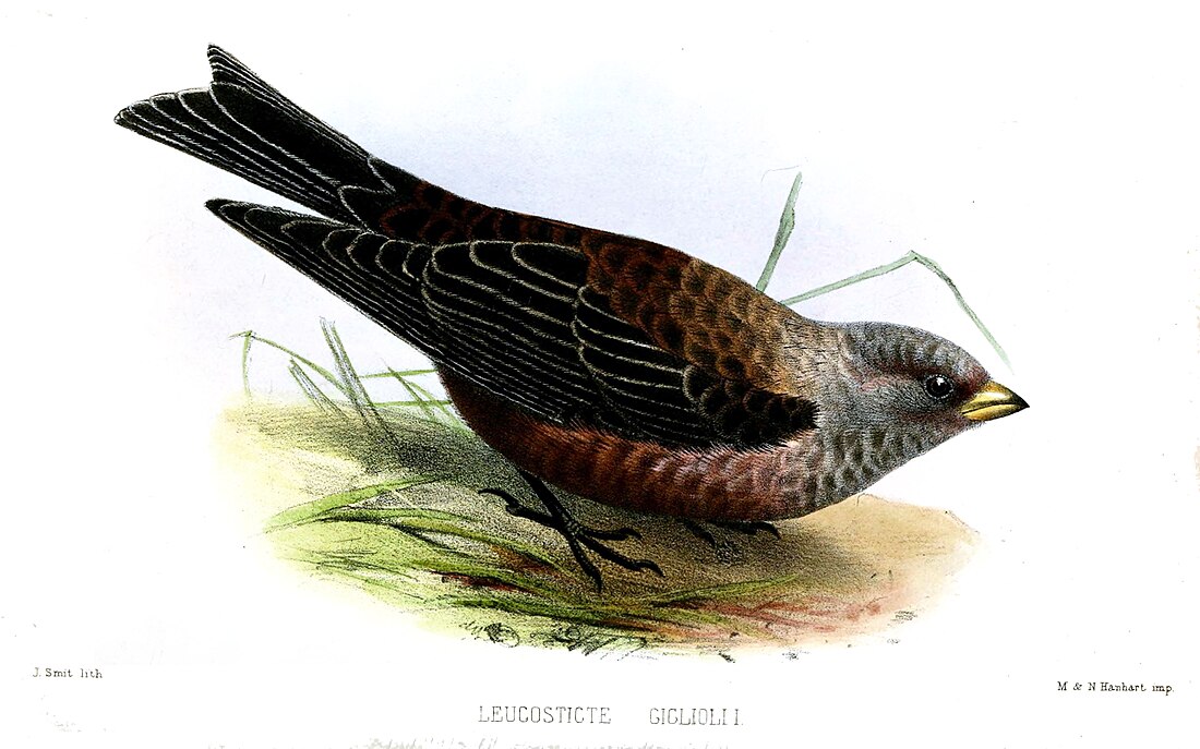 Leucosticte arctoa