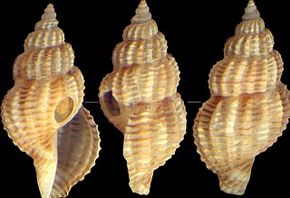 <i>Leufroyia leufroyi</i> species of mollusc