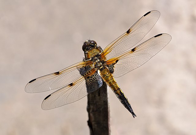 Самец четырёхпятнистой стрекозы (Libellula quadrimaculata). Окрестности Франкфурта-на-Майне, Германия