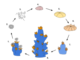 Generalized life cycle of corals via sexual reproduction: Colonies release gametes in clusters (1) which float to the surface (2) then disperse and fertilize eggs (3). Embryos become planulae (4) and can settle onto a surface (5). They then metamorphose into a juvenile polyp (6) which then matures and reproduces asexually to form a colony (7, 8). Life Cycle of Corals.svg