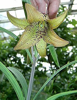 <i>Lilium bakerianum</i> Species of plant